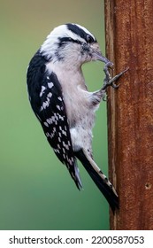 Woodpecker Feeds On The Suet Feeder