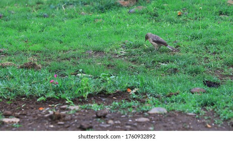 Woodpecker Finch Finding Food In The Grass