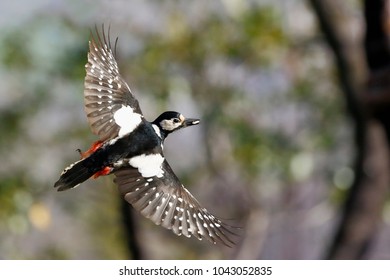 The Woodpecker In Flight Dendrocopos Major