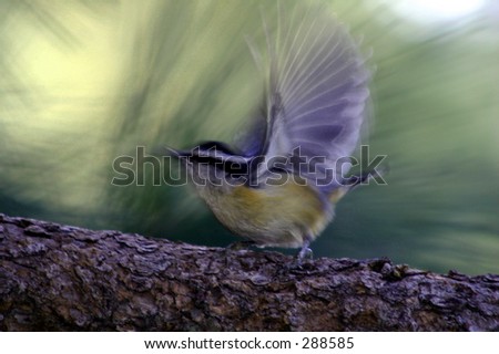 Similar – Vogelkinder: Junge Kohlmeise sitzt in der Hecke