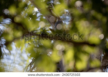 Woodpecker hiding within the tree among the leaves