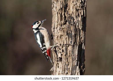 Woodpecker Isolated (Dendrocopos Major)