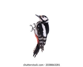 woodpecker isolated on white background
