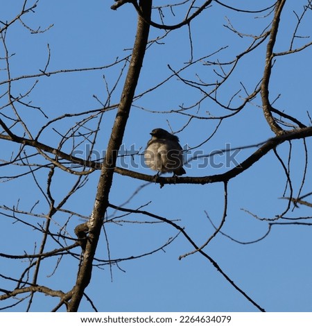 Similar – Image, Stock Photo No.x6b Bird+branch+beautiful weather….