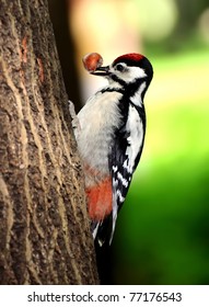 woodpecker with a nut on the bill