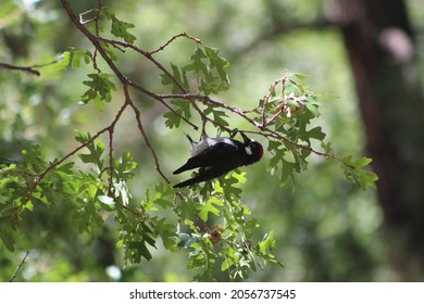 Woodpecker On A Branch In Mount Graham, Arizona.
