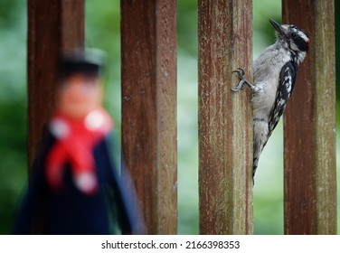 Woodpecker on a deck fence