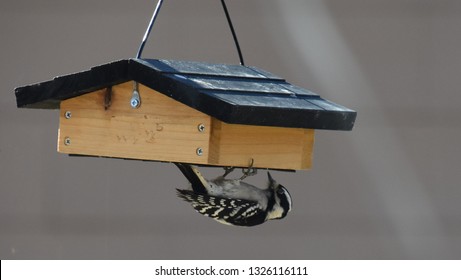 Woodpecker On A Suet Feeder