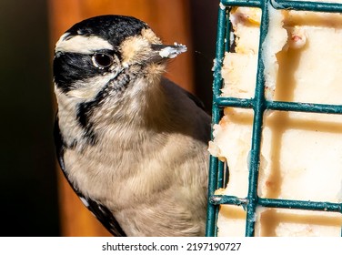 Woodpecker On The Suet Feeder