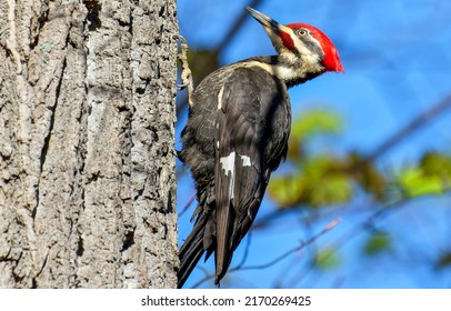 Woodpecker on a tree view. Red head of woopecker. Woodpecker in nature. Woodpecker