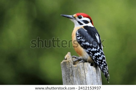 Woodpecker on the wood  cute