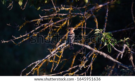 Similar – Jay in the morning light