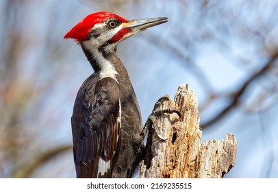 A woodpecker is sitting on a branch. Woodpecker with red head. Woodpecker portrait. Woodpecker in nature