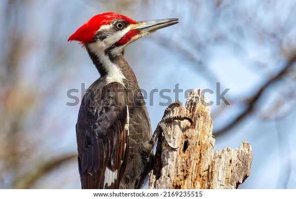 A woodpecker is\
sitting on a branch. Woodpecker with red head. Woodpecker portrait.\
Woodpecker in nature