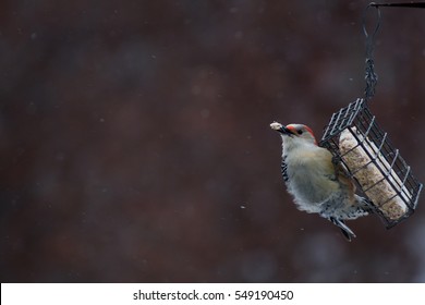 Woodpecker Swings On Suet, Bird Feeder