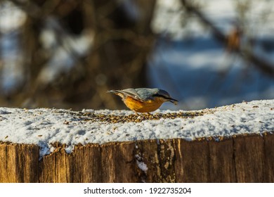 Woodpecker tit with blue and yellow feathers on a tree trunk in winter. Bird food in the bird's beak in sunshine. Cereal grains in the snow in a park 