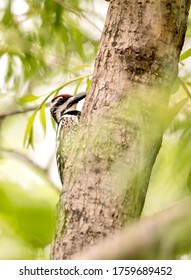 Woodpecker In A Willow Tree