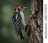 Woodpeckers are distinctive birds known for their unique ability to peck at wood. They have strong, chisel-like beaks and stiff tail feathers that help them balance while climbing tree trunks. With th