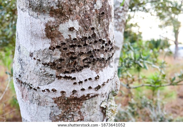 Woodpeckers peck holes in tree\
bark to reach the grubs (larvae) of boring insects and sap inside.\
They create neat rows of holes where they have damaged the\
tree.