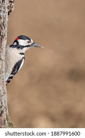 The Woodpecker's Tongue (Dendrocopos Major)