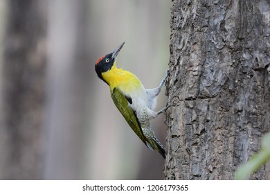 Woodpecker,Yellow Woodpecker Red Head,Bird climbing,woodpecker climbing tree, Yellow bird, tree drill bird