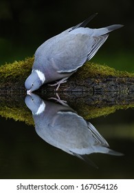 Woodpigeon [Columba Palumbus]