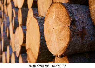 Woodpile Of Cut Lumber For Forestry Industry 