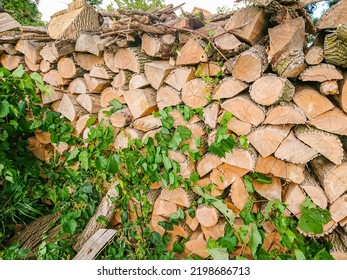 Woodpile Of Firewood Prepared For Winter, Split Tree Logs Chopped And Stacked. Renewable Energy Natural Resources. Firewood And Bio Fuel For The Fireplace. Europe Energy Crisis.