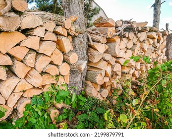 Woodpile Of Firewood Prepared For Winter, Split Tree Logs Chopped And Stacked. Renewable Energy Natural Resources. Firewood And Bio Fuel For The Fireplace. Europe Energy Crisis.