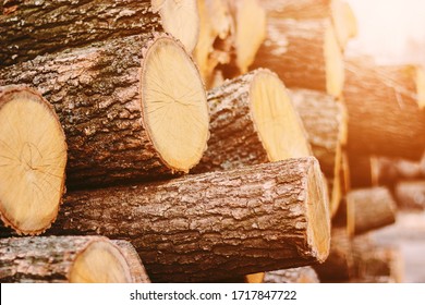 Woodpile fresh cut pine logs at sawmill factory. Big stack of tree trunks at wood production lumber mill. Processing timber material at wood construction warehouse. Chopped firewood stumps. Forestry - Shutterstock ID 1717847722