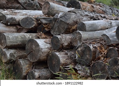 Woodpile On The Forestry Commission Land At Whitesheet, Dorset.