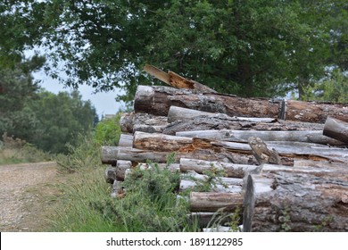 Woodpile On The Forestry Commission Land At Whitesheet, Dorset.