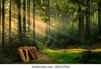 Woodpile stack in magic forest. Forrest sun beam trees