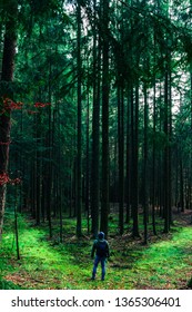 In to the woods