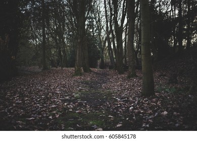 Woods