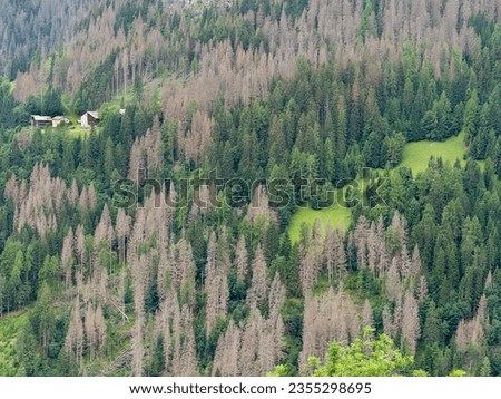 Woods destroyed by the bark beetle, whose scientific name is Ips typographus, the beetle that is ravaging the forests. European Alps