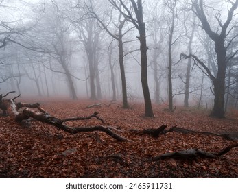 Woods in fog. A forest of bare trees taken in Winter with a blanket of fog on the ground. - Powered by Shutterstock