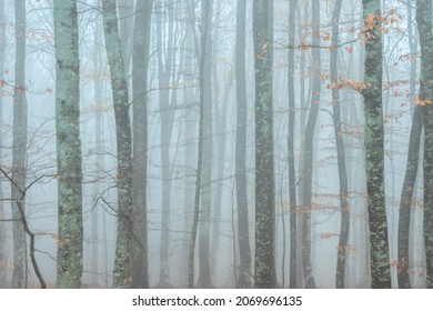 Woods in fog. Trunks of trees in a grayish-blue haze with yellow spots of falling autumn leaves. November mood wallpaper.