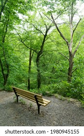 Woods In Frick Park In Pittsburgh In Spring.