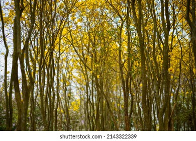 The woods iTrees full of yellow - Shutterstock ID 2143322339