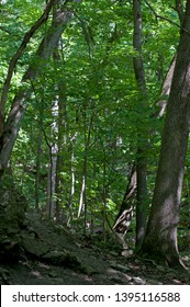 The Woods In Palisades Kepler State Park In Mount Vernon, Iowa, USA. 