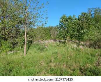 The Woods At Peace Valley Lake In Bucks County Pennsylvania In Spring