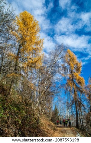 The woods of the province of Cuneo: between the gold of autumn and the white of winter