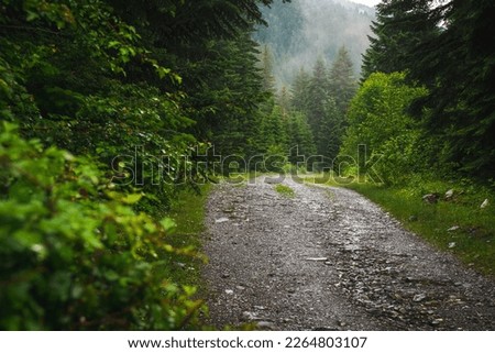Woods trail path. Summer woods after rain. Enchanted forest in fog in morning. Landscape with fir trees, colorful green foliage with blue fog. Nature background. Dark foggy forest