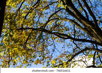 Woods and tree with some yellow leafs near sun. Vintage photo. Beautiful skyes with clouds.