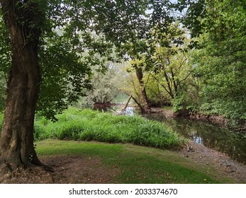 Woods With Trees And Plant I Sesto Calende Village In Italy 