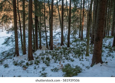 Woods in winter.