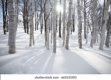 Woods In Winter