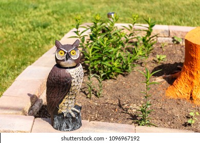 Woodsy The Decoy Owl  Protecting The Garden Plants