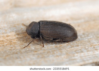 Woodworm or Furniture beetle (Anobium punctatum). The beetle on the wood in which its larvae develop.